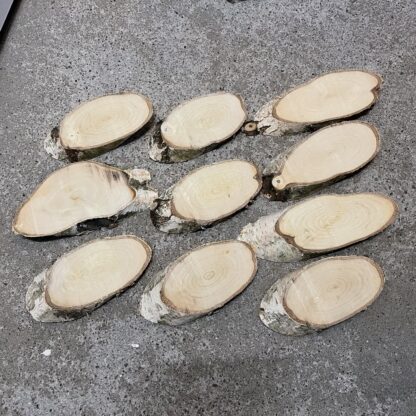 Berken schijfjes van ongeveer 15 cm